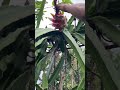 Petik buah buahan di kebun #shorts