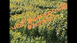 【ASMR】日本の夏の風景　ひまわり40万本に囲まれてみた！　兵庫県丹波市春日町　ひまわり柚遊農園　ひまわり40万本