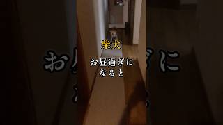 おやつをもらう為、はるばる隣部屋からやって来ました#犬のいる生活#しばいぬ#おやつ#shibadog#shorts