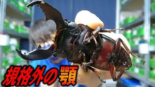 ハサミ部分が発達しすぎたクワガタが誕生しました