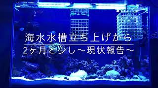 海水水槽　立ち上げから2ヶ月と少し〜現状報告〜