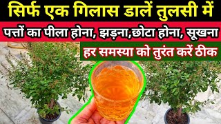 सर्दी में तुलसी को सूखने से कैसे बचाएं.Tulsi plant care. Tulsi Plant Care in Winter.Tulsi.तुलसी.