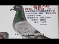 2016年 世界名鴿介紹_黃國賢