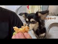 マックを食べたい愛犬たちが可愛すぎる