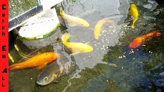 ALBINO FISH BREEDING Surprise in POND!