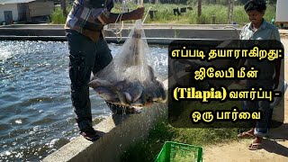 எப்படி தயாராகிறது: ஜிலேபி மீன் (Tilapia) வளர்ப்பு - ஒரு பார்வை | Tilapia Farming - An Overview