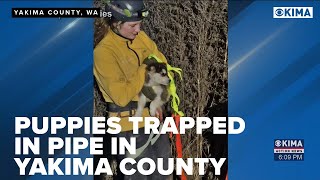 Puppies Trapped in a Pipe in Yakima County