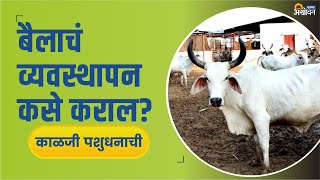 शेतीकामाच्या बैलाचा आहार व्यवस्थापन कसे करावे? | ॲग्रोवन