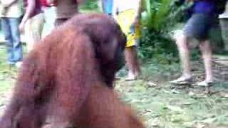 Borneo - Semenngoh huge male orangutan