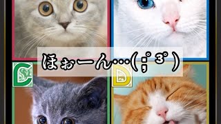 【クイズ】#4 日本人格付けチェック〜にゃんチッチのゲーム実況〜【END】