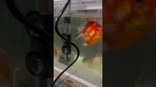 久しぶりの金魚の動画です！2025年.2.26.#金魚飼育 #ダルマ琉金 #オランダ獅子頭 #チョウビ #青らんちゅう