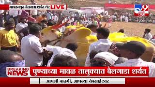 हुर्ररररर...पुण्याच्या Maval तालुक्यात बैलगाडा शर्यत LIVE-TV9