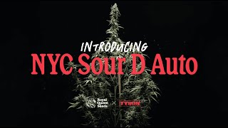 NYC Sour D Auto Grow Report by Royal Queen Seeds