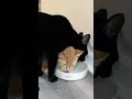 Cute cats #funny #viralvideo #fyp #comedy #shorts