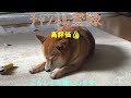 新潟　謙信丸　ブリ狙い＃①　　出発 紅葉を見ながら関越~上信越~野尻湖手前をドライブしました。