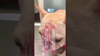 法鬥哺啾的村花日常｜為了治療太漂亮的問題來看醫生 #動物 #寵物 #法鬥 #狗狗 #法國鬥牛犬