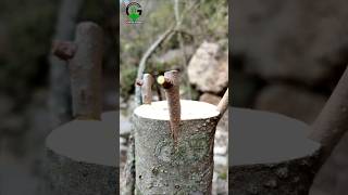 Best grafting techniques satisfying and relaxing video #shorts #gardening #satisfying #relaxing