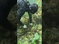 100 sea urchin vs 1 bag