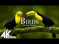 Birds Of The World 4K | The Healing Power Of Bird Sounds | Scenic Relaxation Film