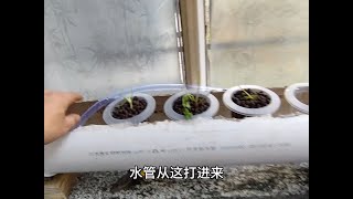 没头脑也学人家玩鱼菜共生 试制了一个潮汐种菜系统 太完美了