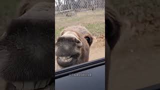 Hi Donkey! For 420 - RxCKSTxR Comedy Voiceover