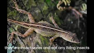 how to care for a brown anole