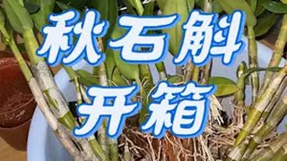 【秋石斛】开箱，橘色羚羊 金色羚羊 蓝梦幻 粉红桃 天鹅。我的阳台小花园 我的花花草草🌸🌸 阳台养兰 阳台上的风景 石斛兰