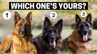 Types of German Shepherds (And How to Identify Them)