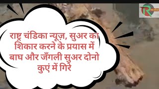 राष्ट्र चंडिका न्यूज़, सुअर का शिकार करने के प्रयास में बाघ और जँगली सुअर दोनो कुएं में गिरे