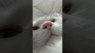 #الأنف #الوحيد مسموحلو يدخل في #حياتي #الشخصيه 🥹🤍✨|| #shorts #youtubevideo #catlover