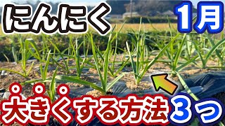 【にんにく】1月から、ニンニクを大きくする方法【3つ】.