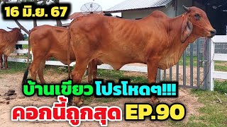 คอกนี้ถูกสุด EP.90 บ้านเขียวจัดโปรโหดๆ วัวท้องไซส์ใหญ่ | 16 มิ.ย.67 | สุดจัดทั้งวัวสาวและพ่อพันธุ์