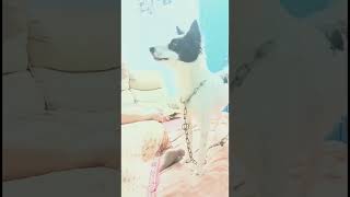 ఇలా ట్రై చేశాను 😂 బావుందా ? how is my try 😂#funny#dog #shorts#youtube #please #subscribe #comment