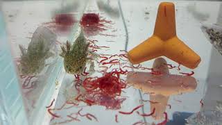 마블 우파루파 냉동 장구벌레(냉짱) 냠냠! axolotl eat frozen bloodworms!