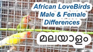 African LoveBirds  Male or Female Differences in Malayalam ( മലയാളം)