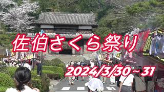 「佐伯さくら祭り」　大分県佐伯市　2024/3/30～31