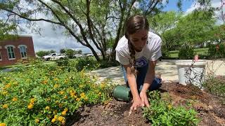 How to Plant Texas Superstar 'New Gold Lantana' & Perennials with Rachael V. Peterson