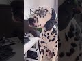 livin’ the dream 😄 super funny dog videos 🐼 🐶🐕 dog face 狗ツ shorts