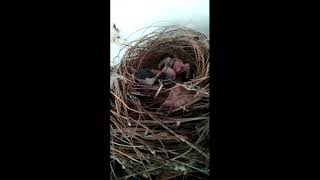 Red whiskered bulbul babies/ഇരട്ടത്തലച്ചി ബുൾബുളിന്റെരണ്ട്ദിവസംപ്രായമുള്ളകുഞ്ഞ് /Two days old babies