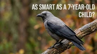 Crows Can Remember Your Face… For Years