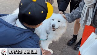 【じぃちゃんサモエド】はじめて人間に、ちゅー♡された！　神戸三田プレミアムアウトレットでは、いろんな事が起こるから楽しいな。