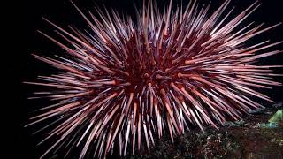 Facts: The Red Sea Urchin