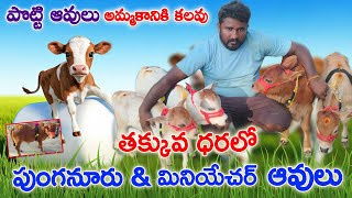 Miniature \u0026 Punganur Cows sale | 6305038388 |ఈ ఆవులు ఖర్చు తక్కువ...ఇంట్లో పెంచుకోవచ్చు| CBNews