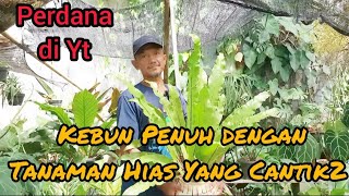 REVIEW PERDANA DI KEBUN YANG CANTIK2 SUBUR2 BANYAK PILIHAN