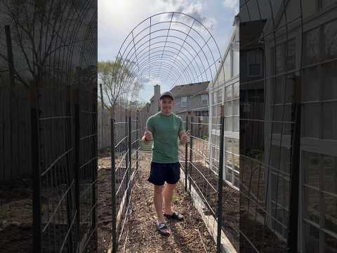 How To Build A Cattle Panel Trellis For Fruits And Veggies Youtube How To Build A Cattle Panel Trellis For Fruits And Veggies Youtube