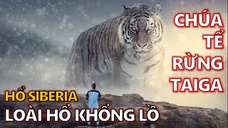 Sự thật ít biết về Hổ Siberia - Chúa tể của rừng Taiga