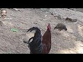 junglefowl aniltube junglechicken lovers കാട്ടുകോഴിയെ പ്രണയിച്ച കാട്ടുകോഴി