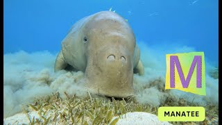 ABC River Animals song | Alphabets Kids song | Learn English, Alphabets and Animals for Kids #abcd