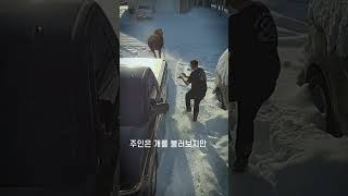 무스와 싸우는 개 ㄷㄷ