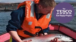 Come on an adventure to rural Scotland to learn where salmon comes from